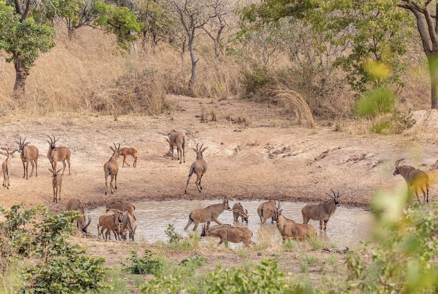 Pendjari — photo 1