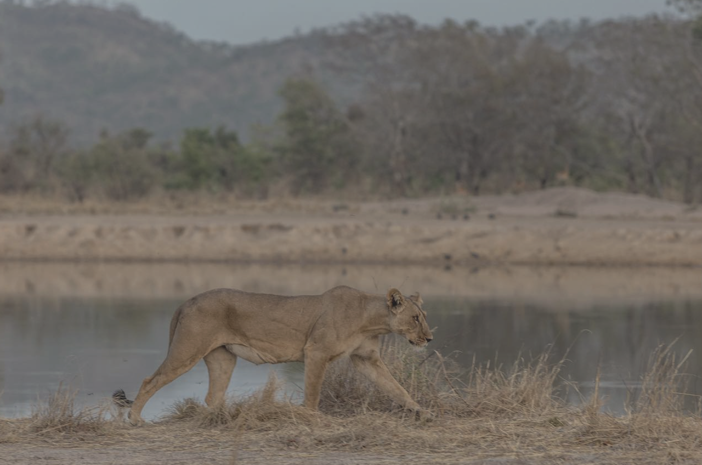 La nuit dans le Pendjari. Ce que les lions font pendant que vous dormez.
